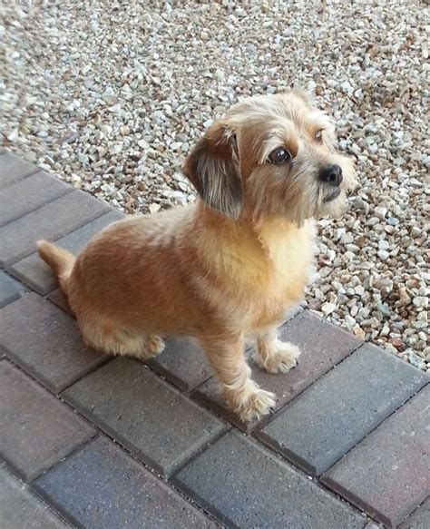  Toby is a 2 year old male Dachshund cross Shih Tzu